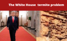 burgessct - trump the termite in the white house