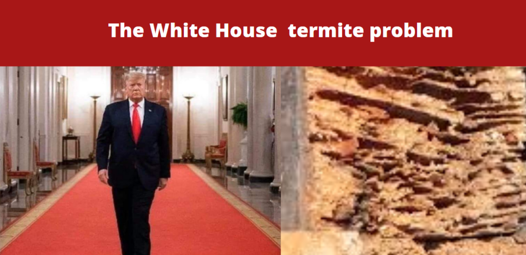 burgessct - trump the termite in the white house